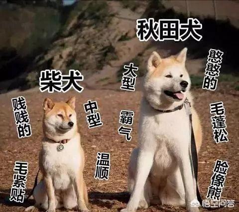 柴犬和秋田犬的区别:柴犬和秋田犬为什么长得那么像？如何区分，都是日本原产地吗？