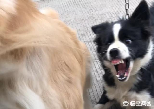博美犬性格:为什么有的博美犬爱咬人？