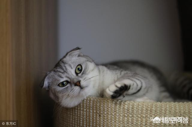 爪哇猫感冒发烧怎么办:猫咪感冒怎么办？猫咪一直舔鼻子打喷嚏？