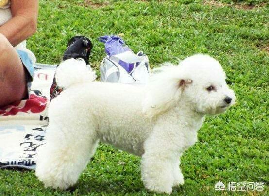 长毛宠物犬种类:目前人气最高的家庭宠物犬是哪些狗？有何依据？ 小型宠物犬长毛品种及图片
