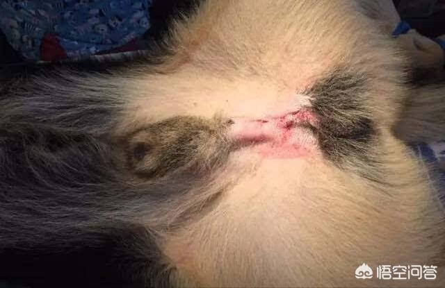 金丹犬外阴:金丹犬厉害吗 狗狗下体红肿还带血是什么情况？