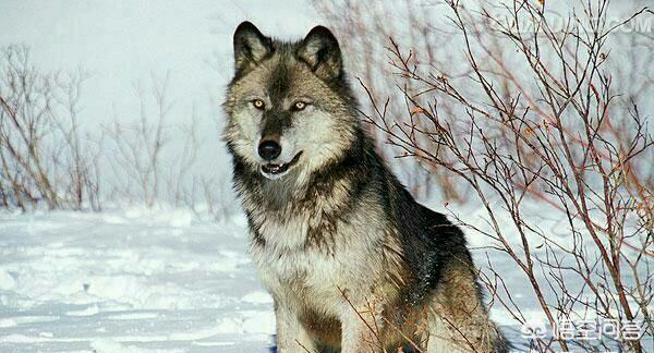 藏獒和狼打架:狗是从狼驯化来的，为什么绝大部分狗打不过狼？