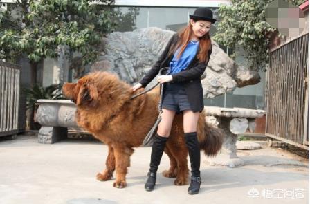 日本柴犬:为什么中国土狗叫柴狗，而日本土狗叫柴犬？ 日本柴犬智商排名