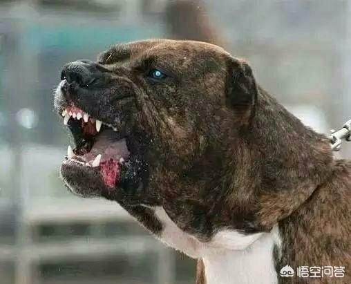 日本土佐犬打架:全世界最具护卫的犬种是哪一种？ 日本土佐犬打斗视频