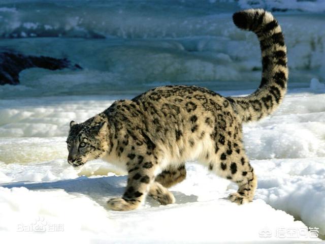 蓝眼皇冠豹:黑豹、雪豹、猎豹、远东豹、花豹和波斯豹的强弱排名是怎样的？