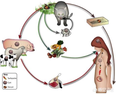 孕妇感染弓形虫的机率:怀孕养宠物，会有致畸风险吗？