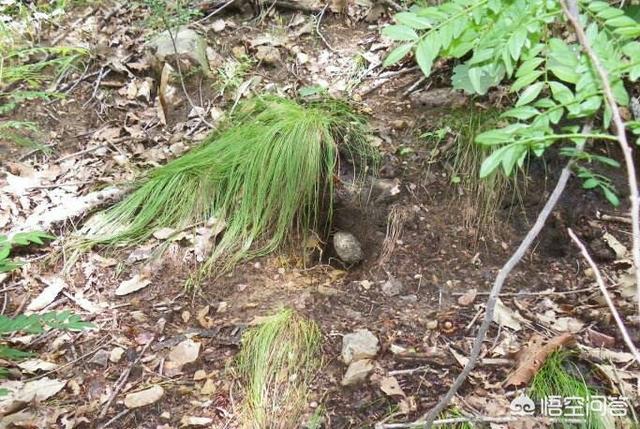 窝蜂猴:小时侯被地窝蜂蛰后，对身体有伤害吗？