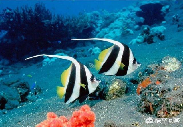 海水缸夏天降温:炎热的夏天，大家都是怎么给鱼缸降温的呢？