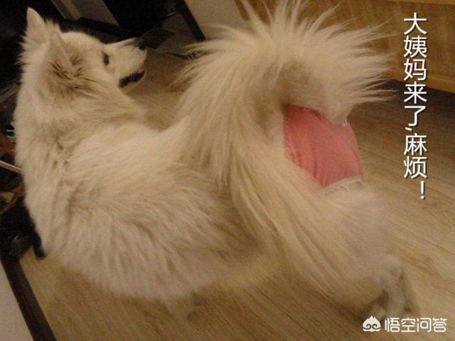 狗狗jiaopei:狗狗第一次交配什么吋间最好？