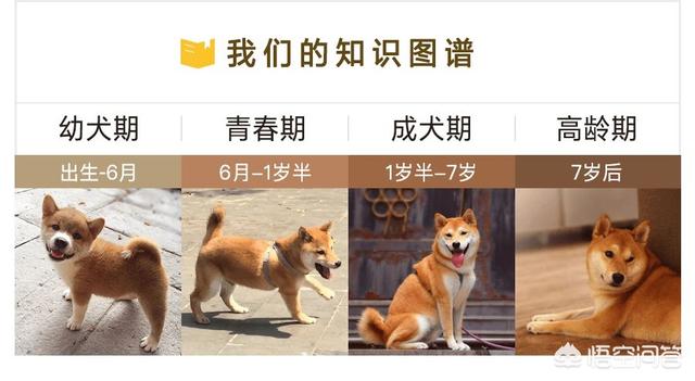 狗狗训练百科道客巴巴:哈士奇什么时期最好训练？该怎么训练？