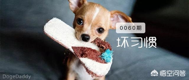 泰迪乱咬牵引绳:养了只泰迪，在饲养2年后，突然频频咬人，该不该送走呢？