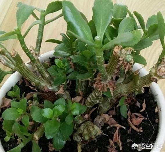 优昙花什么时候开的:长寿花的花期是什么时候？