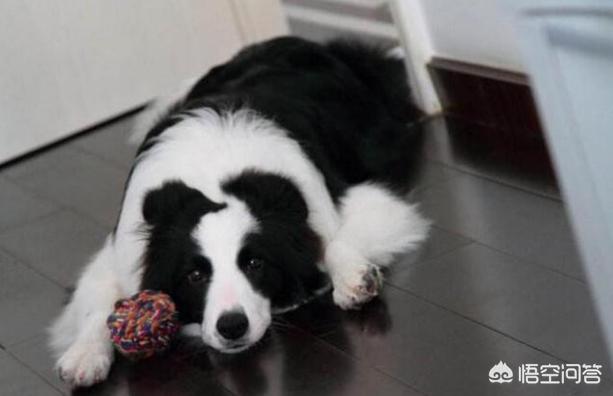 白金汉宫边境牧羊犬研究中心:边境牧羊犬临终前会有哪些特征？