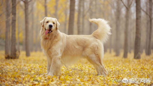 纯种金毛犬图片:普通金毛和纯种金毛有何区别？养哪种更好？ 纯种金毛幼犬图片