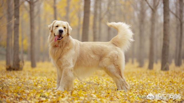 金毛犬的喂养:金毛犬三个不同阶段该怎么喂食？