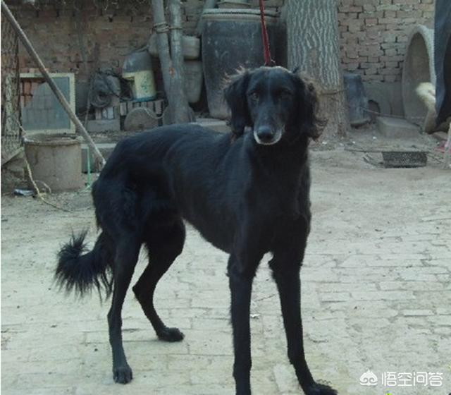 赶兔子是惠比特犬好还是灵蹄犬好:中国细犬中的滑条和番子有哪些区别？