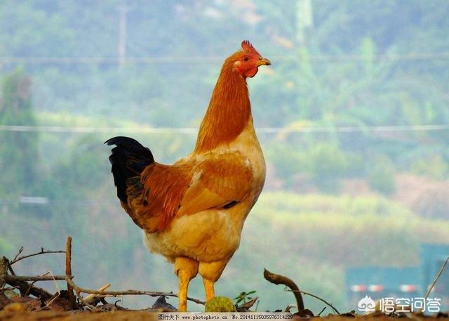 鸡感冒吃什么药好的快了:天气逐渐转凉，在农村散养鸡，如何做好预防鸡感冒等病害发生？