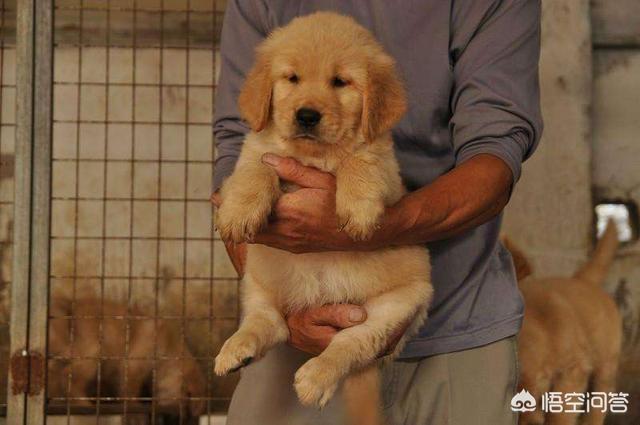 北京金毛价格:金毛犬多少钱一只？影响价格的因素有哪些？