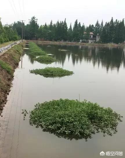 水草养殖视频:水草养殖教学视频 怎么让水草缸底长满水草？