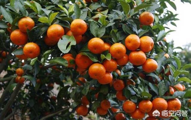 老果农教你如何正确挑橘子，怎么减少柑橘果面的凹凸和伤痕