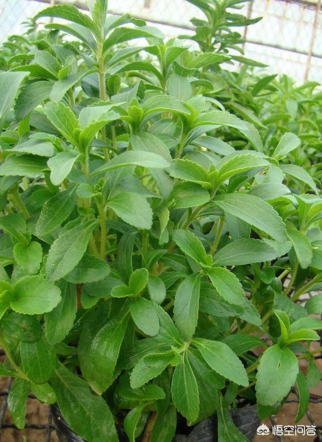 头条问答 - 甜叶菊泡水有什么功效?(9个回答)