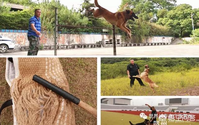 南昌巨贵犬舍:一般警犬都是怎么炼成的？ 北京巨贵犬舍