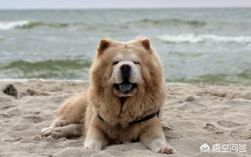 圣伯纳德犬运动量大吗:拉布拉多一条需要多少运动量？