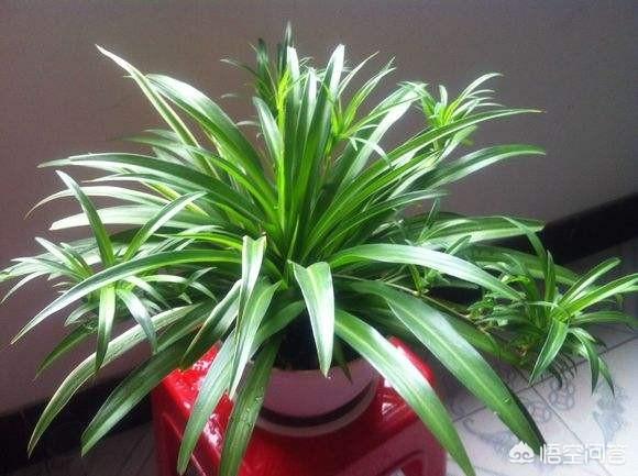 花卉图片大全吊竹梅:吊兰养了两三年，感觉没大有生机，需要怎么养护？