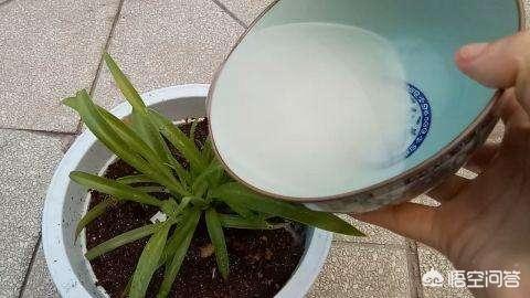 一叶兰能用淘米水浇吗:一叶兰浇没发酵的淘米水可以吗 淘米水能浇盆栽吗？会不会惹虫子？
