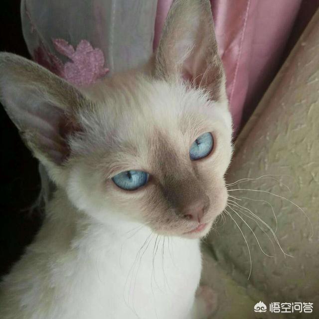 加菲猫多少钱一只，加菲猫与橘猫的混血大约值多少钱