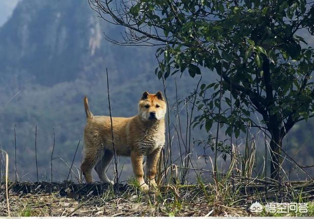 中华田园犬为什么禁养:自己爱狗，虽然不值钱，想办个狗证，谁知道品种？能不能办？