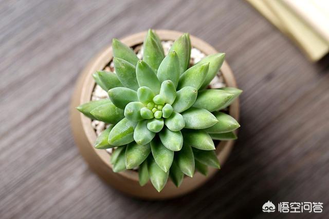 千佛手:多肉千佛手什么季节砍头比较好？