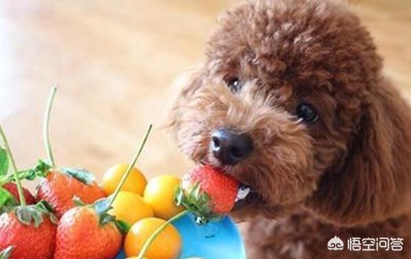 巨型贵宾犬的食量:除了狗粮之外，贵宾犬还能吃什么？