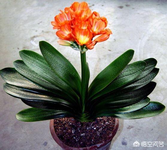 头条问答 君子兰适合生长的温度是多少 茶室长草的回答 0赞