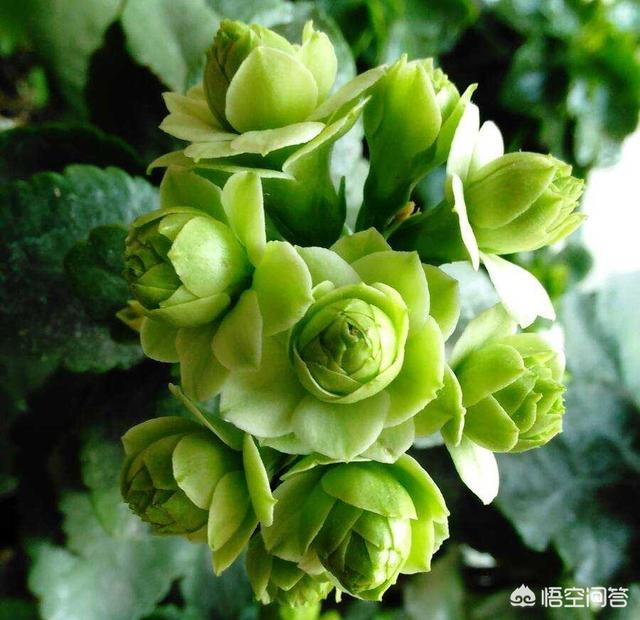 八爪金盘花卉的施肥:八角金盘施肥技巧 近年来花卉市场上长寿花很受欢迎，种植长寿花应该怎样施肥呢？