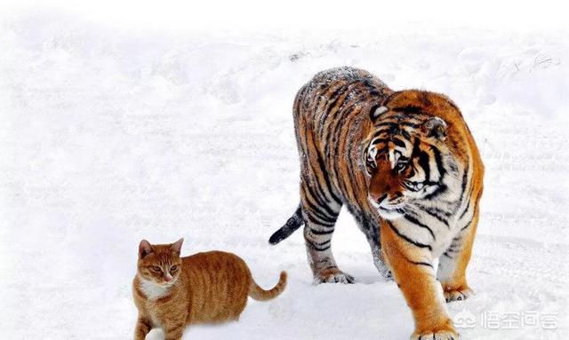 把一只橘猫放到一窝小老虎中间,虎妈妈会把橘猫当做自己的孩子吗?