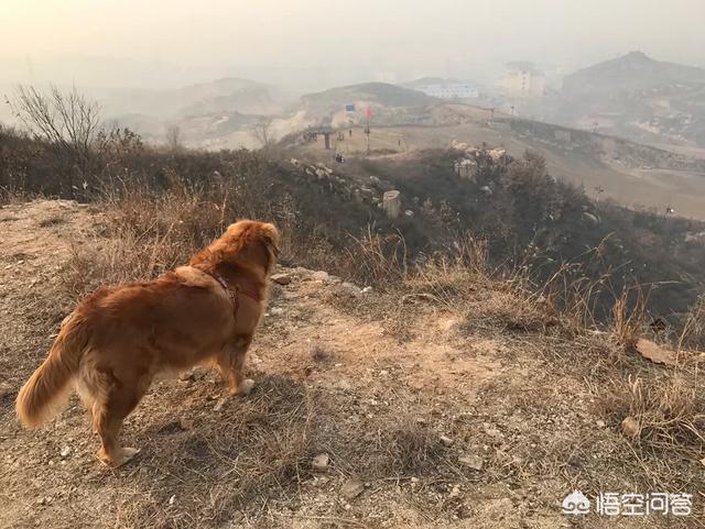 狗狗老了会有什么变化，当我们发现狗狗老了，是一种怎样的感觉