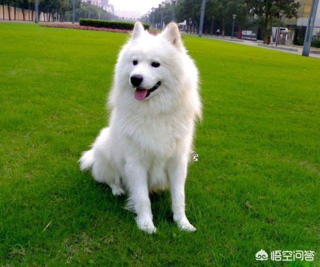 金毛犬段景住的性格特点:狗狗颜色这么多，性格会不会也不同？