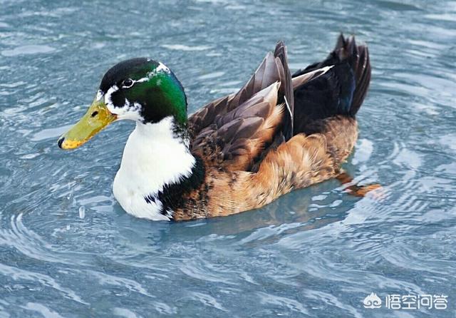 鸭子吃什么:为什么鸭子特别喜欢吃用米糠和剩饭混合的食物？
