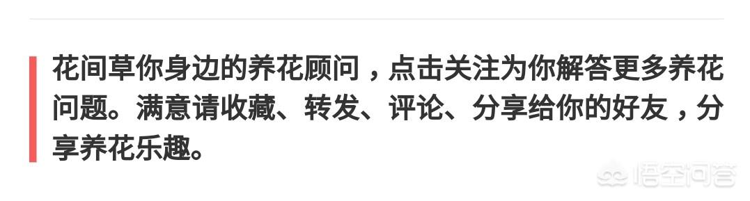 球兰图片:近缘球兰多少钱？怎么养？