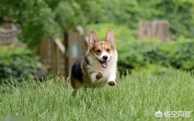 新乡宠物犬领养:沈阳宠物犬领养 要给狗狗做绝育吗？做了绝育之后狗狗有哪些反应？