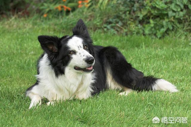 边境牧羊犬的图片上传:边境牧羊犬这么聪明，为什么养的人还是比较少的？