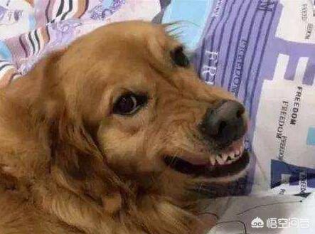 金毛狗图片:金毛这么多优点，为什么很多人不想再养了？