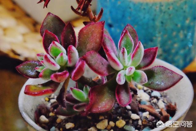 碧光环怎么繁殖:多肉植物锦晃星应该如何繁殖？