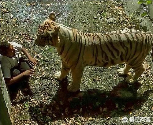 北美灰狼vs狼獾:北美灰狼vs藏獒 美农场主猎杀45只狼，冬季的狼，还能扛过冰冷的猎枪吗？