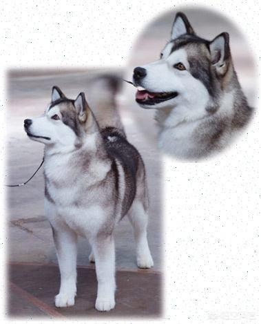 阿拉斯加雪撬犬标准:如何挑选一只纯正的阿拉斯加雪橇犬？