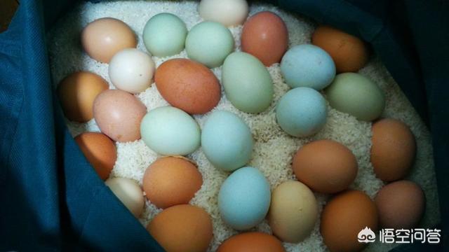 绿壳鸡蛋比黄壳鸡蛋好在哪里，绿壳鸡蛋真的比普通的鸡蛋营养价值高吗
