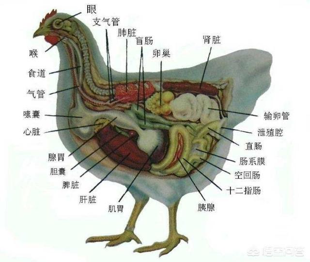 1个柿子10副药是啥意思，农村老话“一个鸡胗三副药”是什么意思？有道理吗？