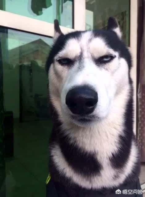 调教女犬奴:如果你跟爱犬说吃狗肉火锅，它会如何反应？