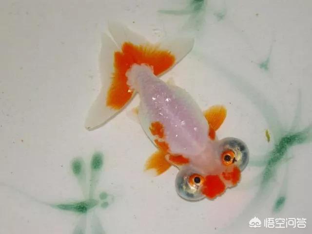 自制金鱼缸过滤器视频:金鱼缸过滤器大全 养金鱼，鱼缸过滤器需要常开吗？